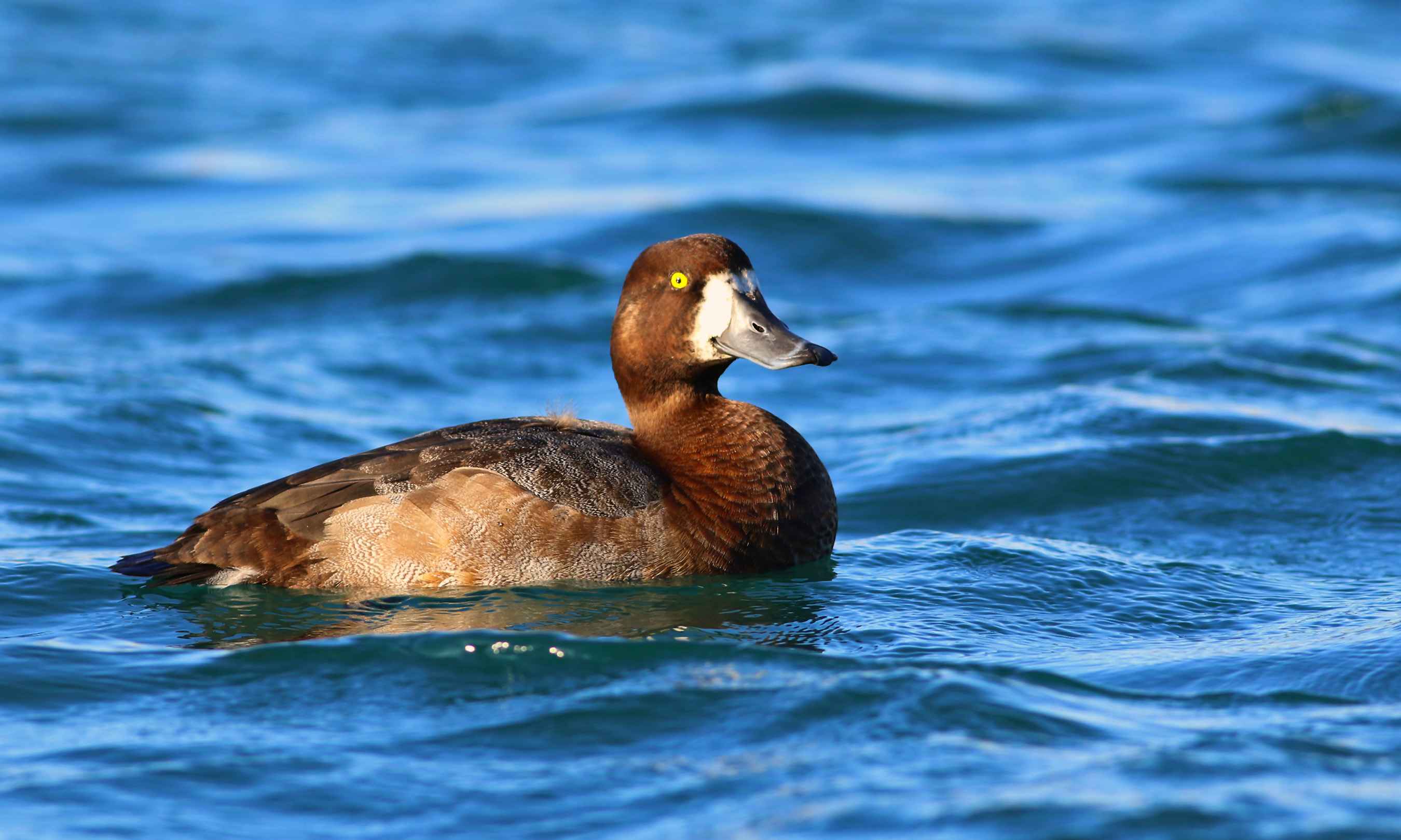 Greater Scaup